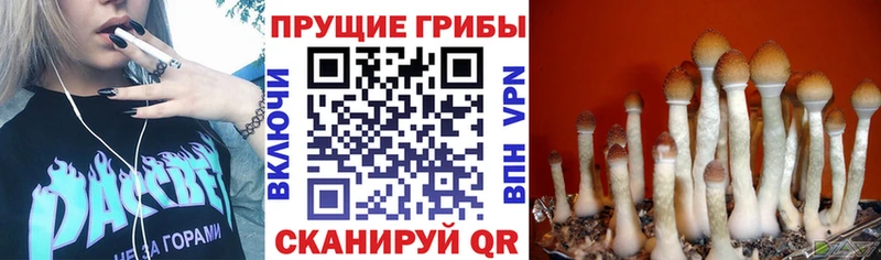 Галлюциногенные грибы Cubensis  Облучье 